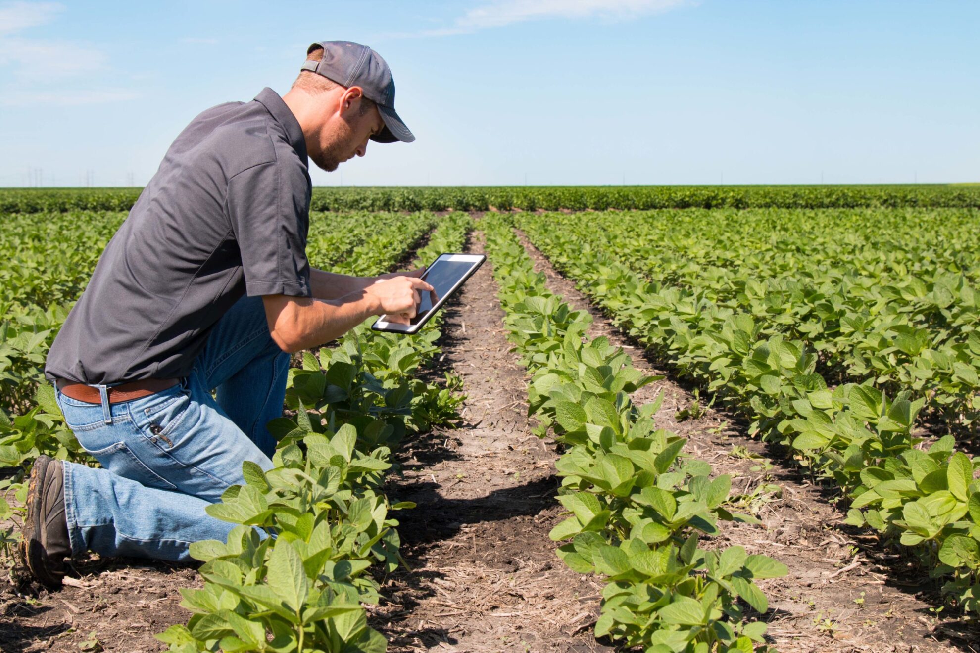 Agronomist Using a Tablet in an Agricultural Field Agronomist Using a Tablet in an Agricultural Field