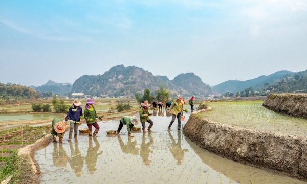 Farmers in rice field