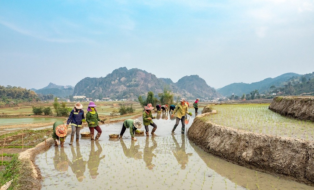 Farmers in rice field