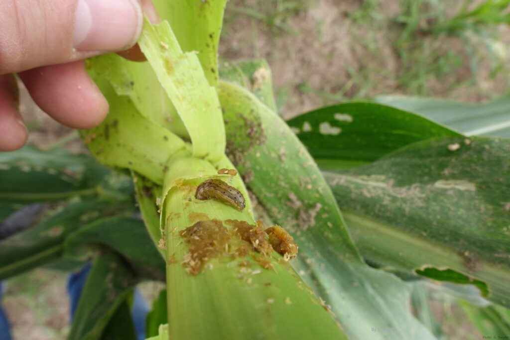 Fall armyworm on maize (S.Toepfer)