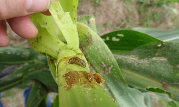Fall armyworm on maize (S.Toepfer)