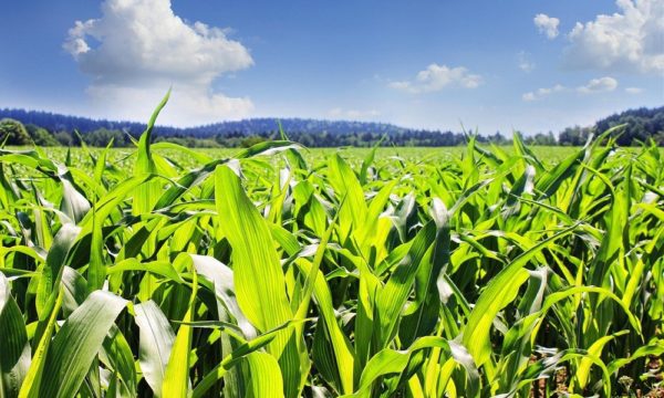 Maize field