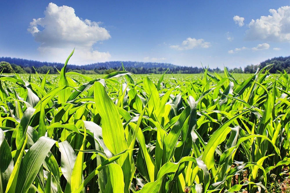 Maize field