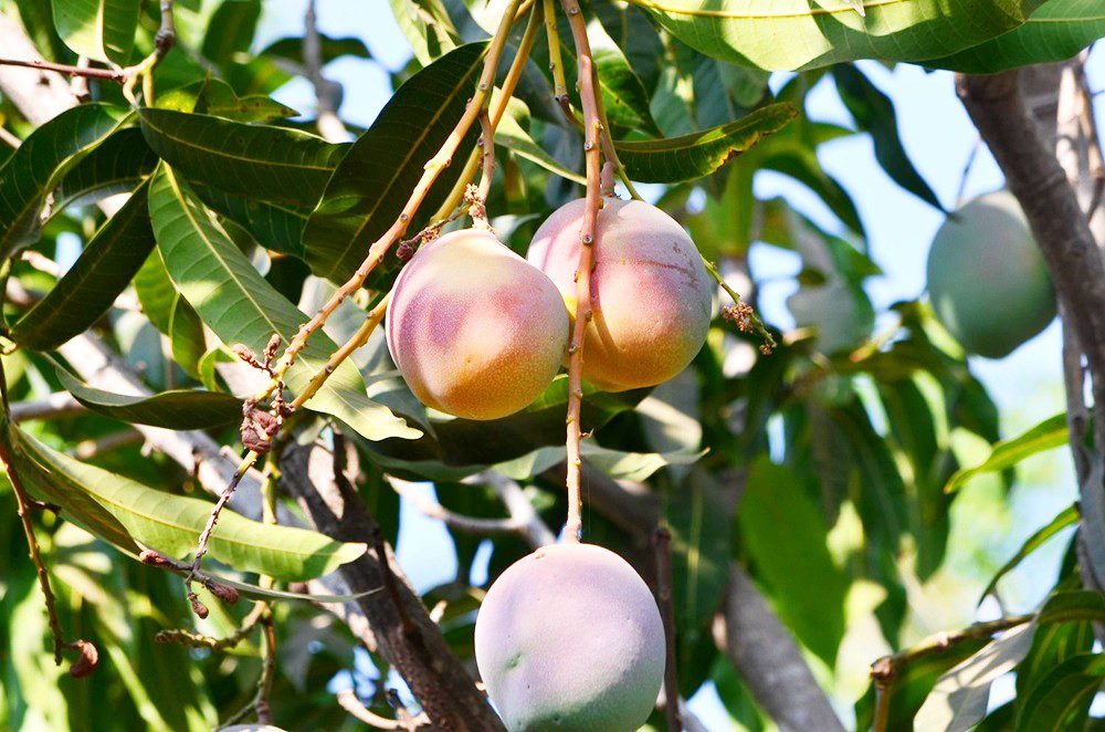fruit-4220625_1280