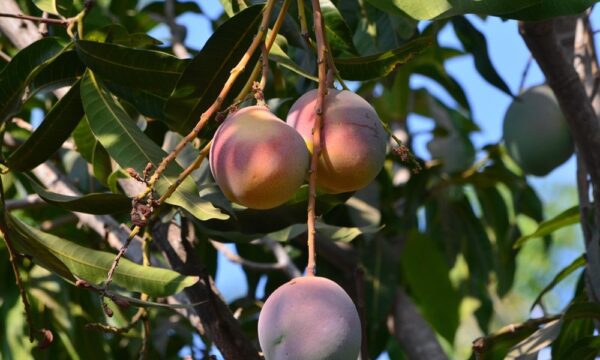 fruit-4220625_1280