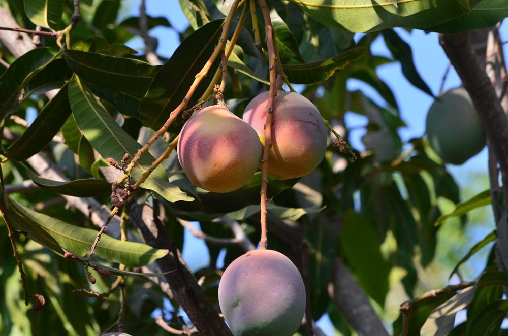 fruit-4220625_1280