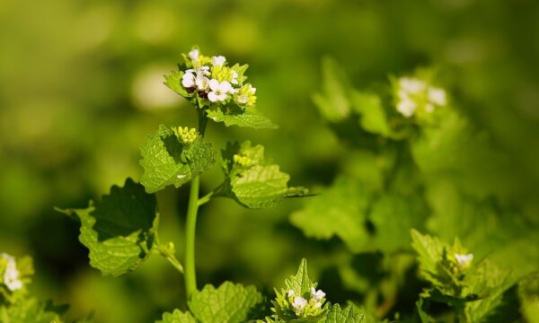 garlic-mustard-5051652_1280