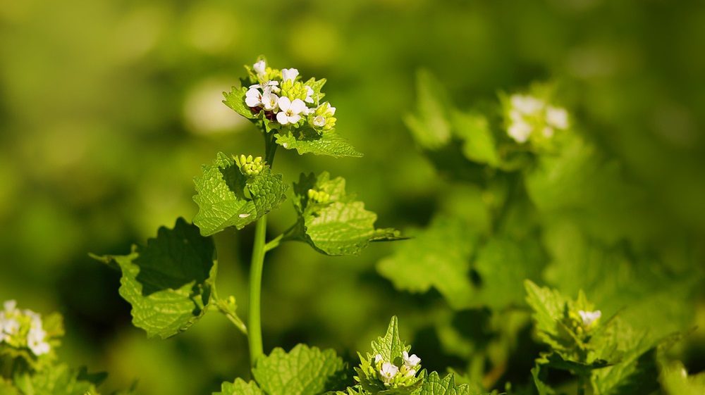 garlic-mustard-5051652_1280