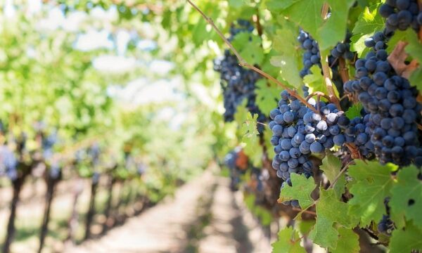 grapes-553462_1280