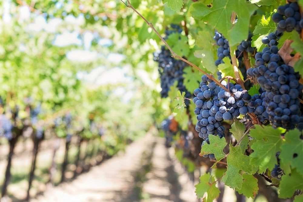 grapes-553462_1280