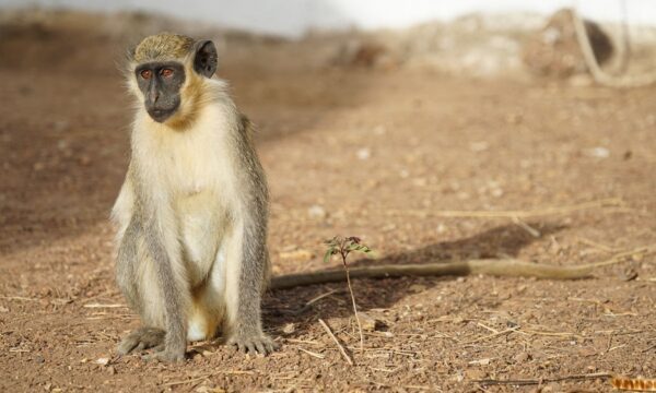 DE: Westafrikanische Gruene Meerkatze (Chlorocebus sabaeus) im Senegal. EN: West African green monkey (Chlorocebus sabaeus) in Senegal.