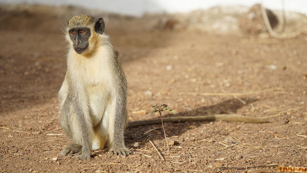 DE: Westafrikanische Gruene Meerkatze (Chlorocebus sabaeus) im Senegal. EN: West African green monkey (Chlorocebus sabaeus) in Senegal.