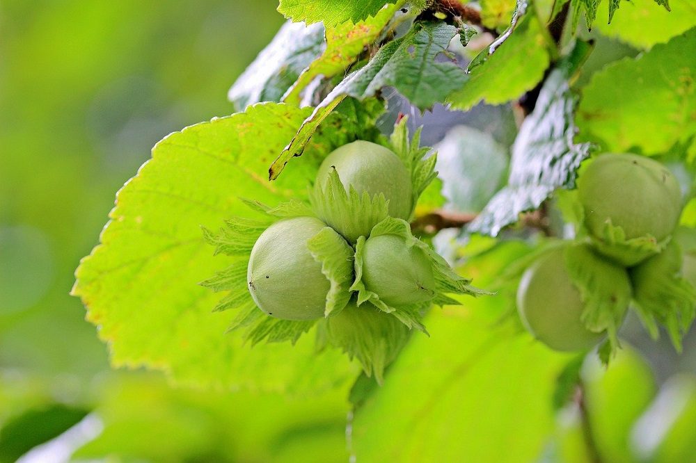 hazelnuts