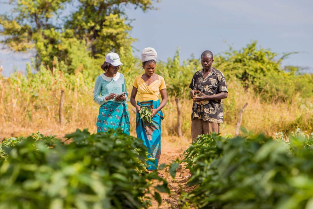 three people in field looking at crop