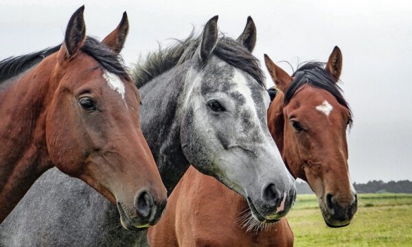 horses-g3f973c85a_1280