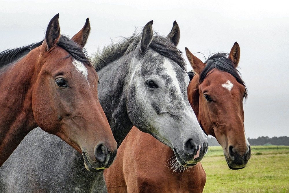 horses-g3f973c85a_1280