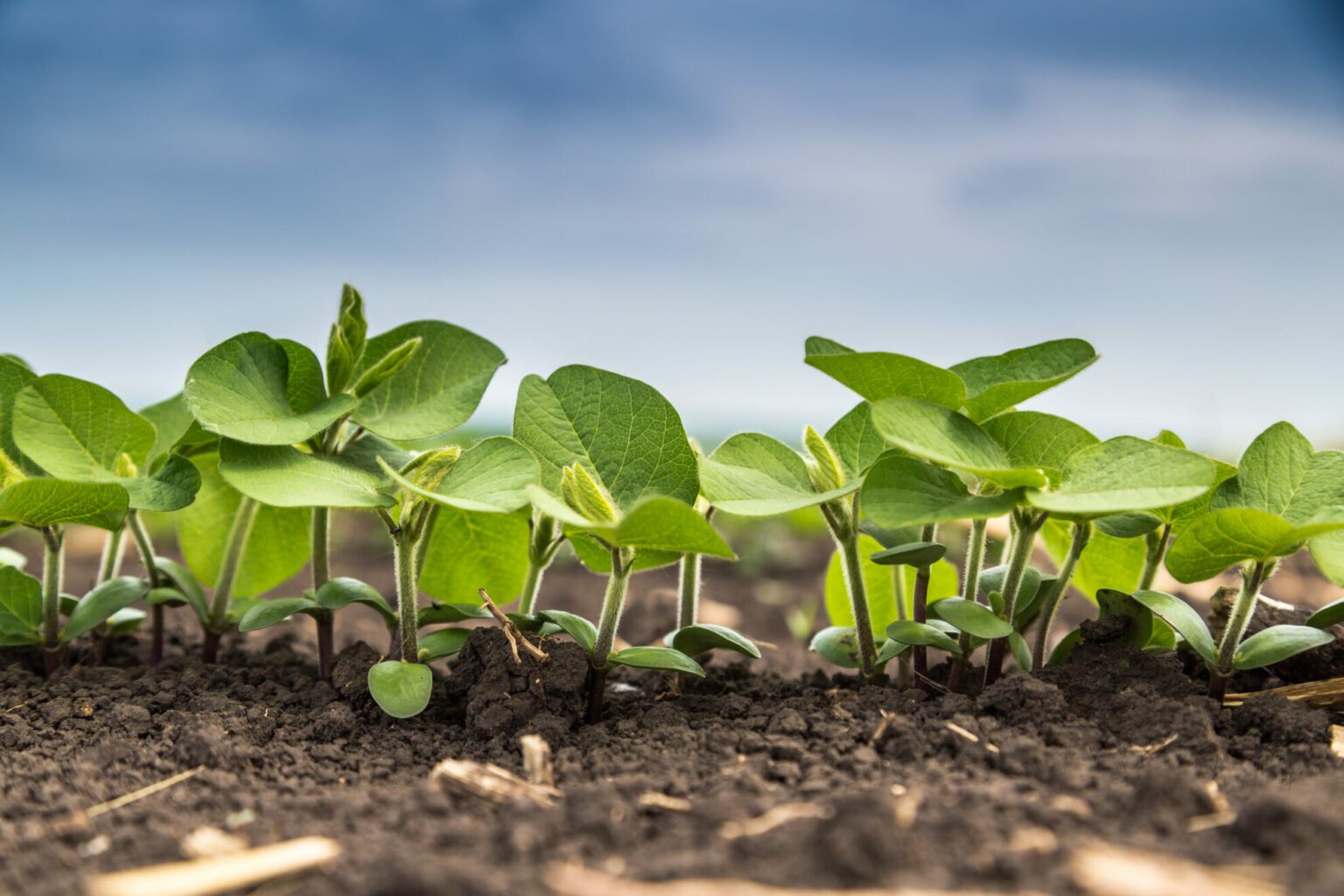 saplings in soil