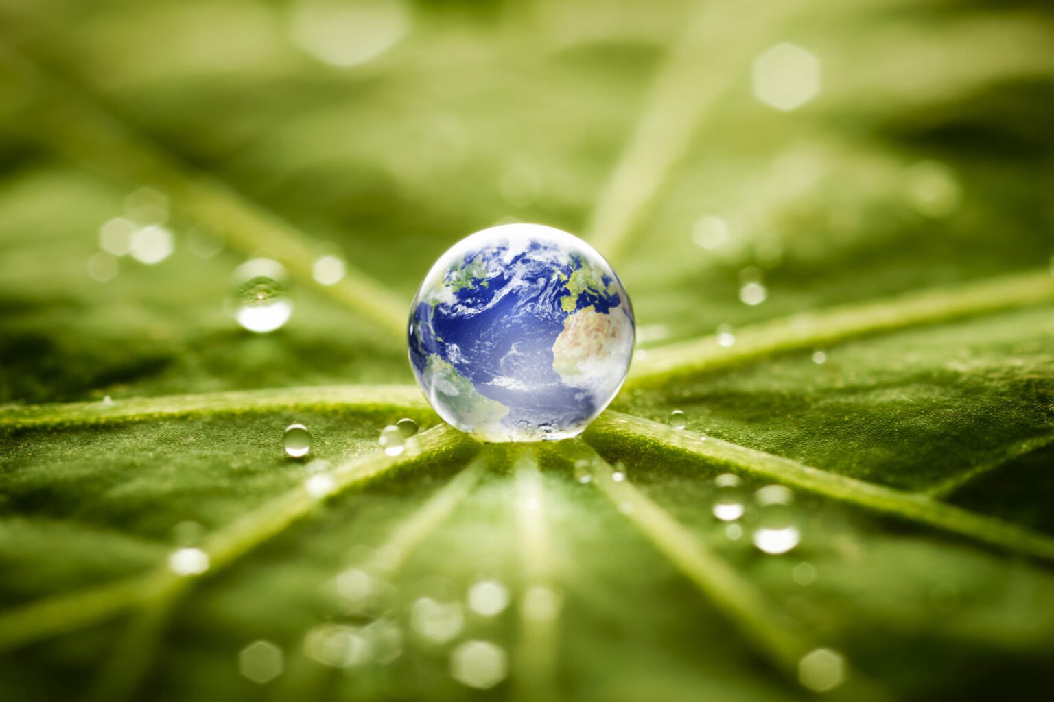 Globe on leaf