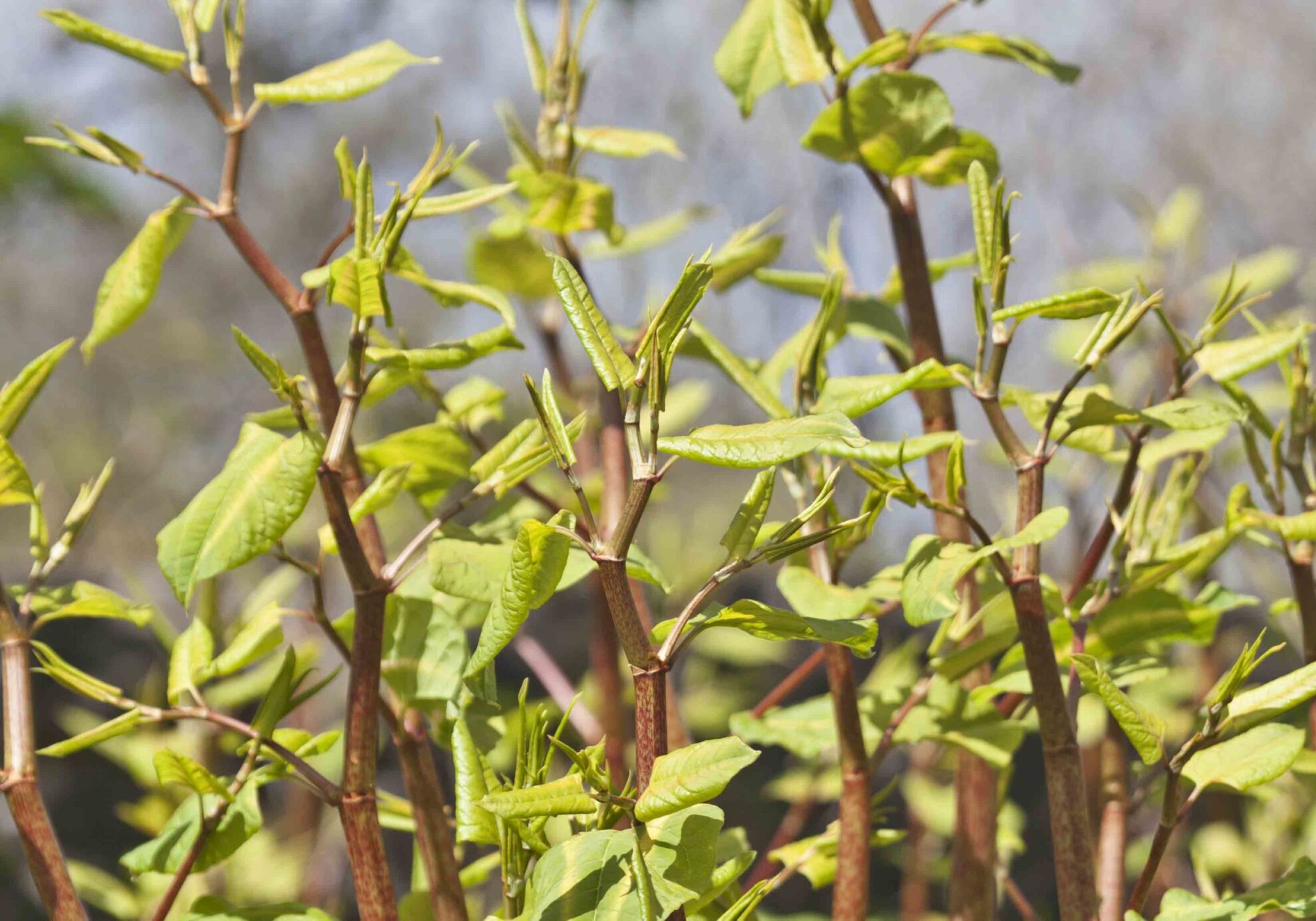 Invasive Species