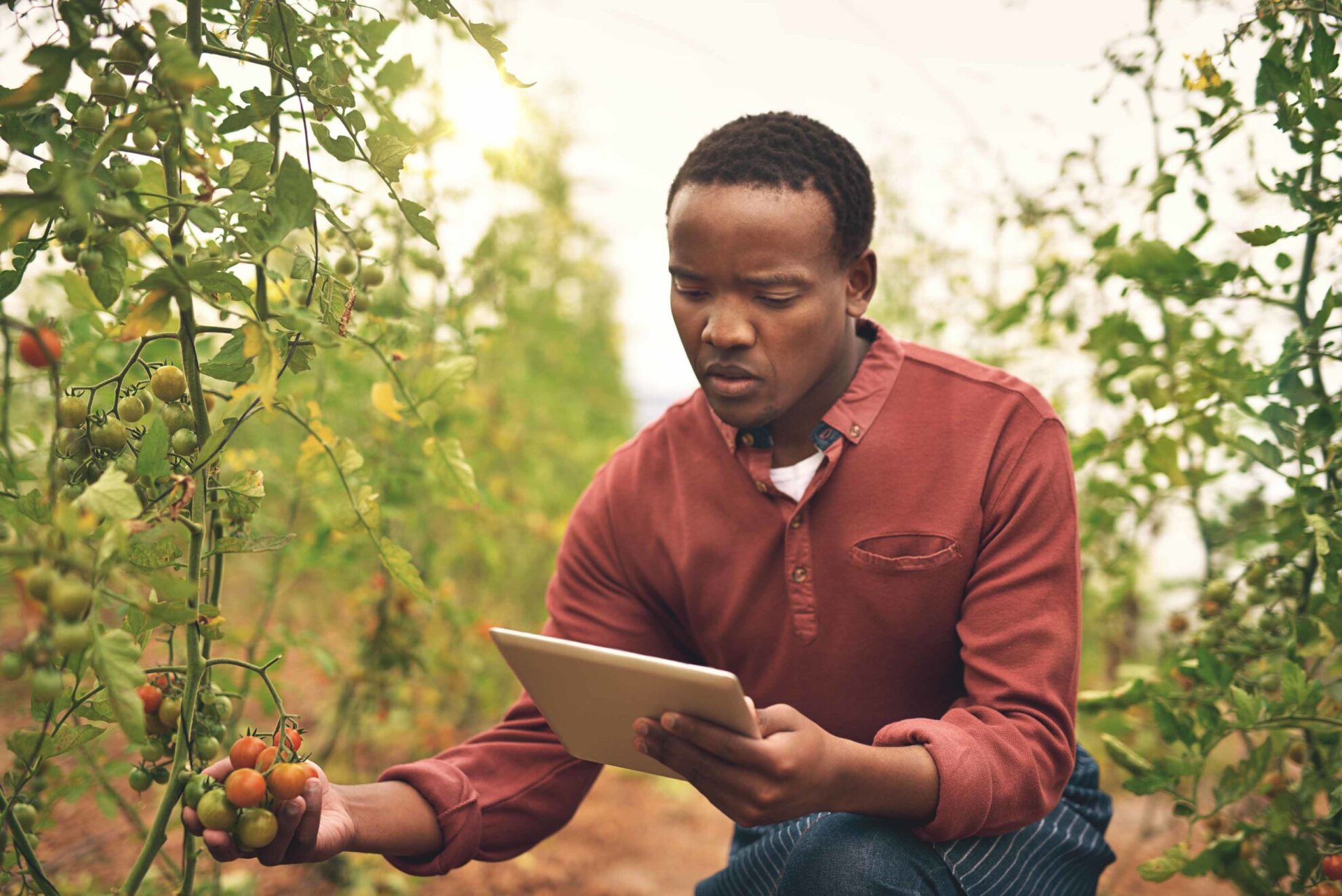 Farmer in Africa surveys his tomato crop while monitoring his tablet.