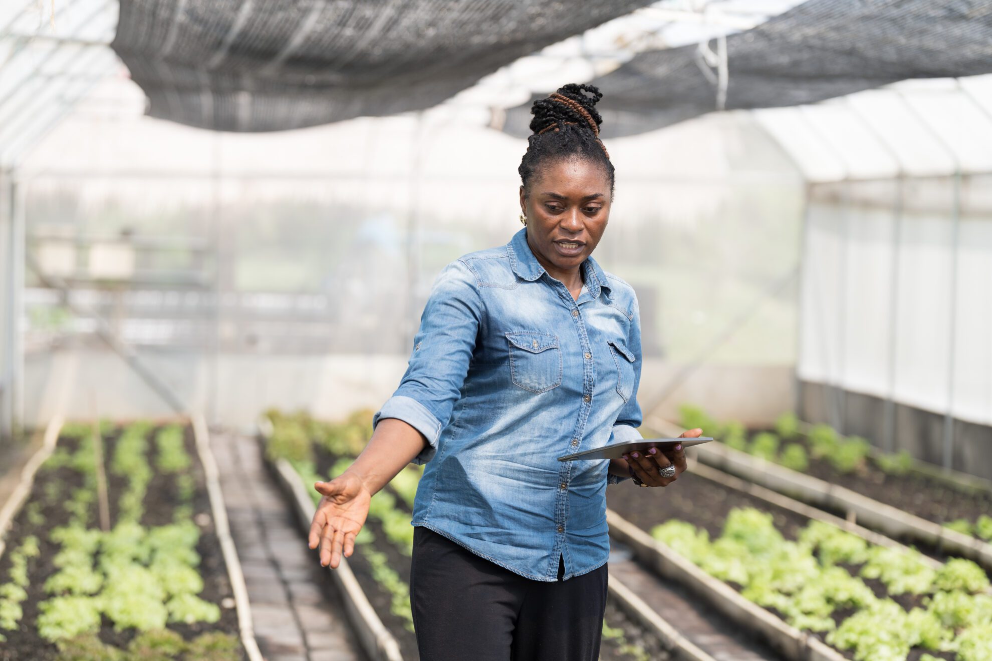 African botanist stands with authority with tablet in one hand in greenhouse with polytunnels.