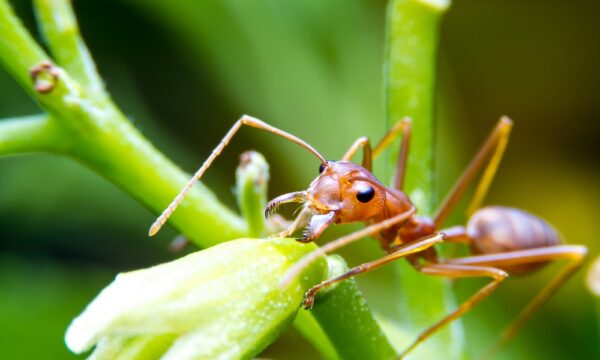 Red fire ant worker on tree. focus on head.