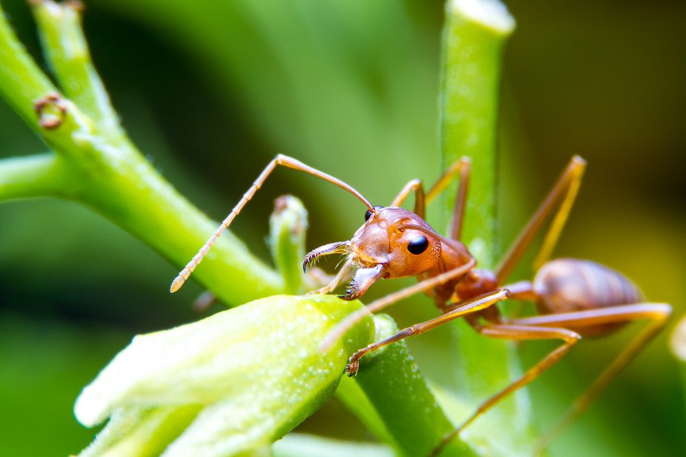 Red fire ant worker on tree. focus on head.