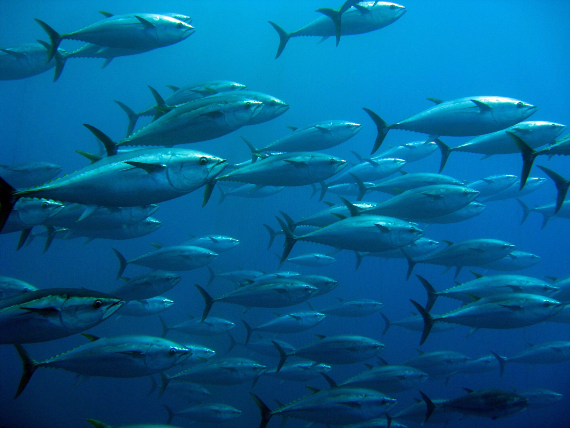 Aquaculture and fisheries