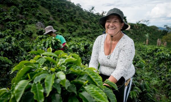 Very happy woman working at Colombian coffee farm collecting beans and smiling