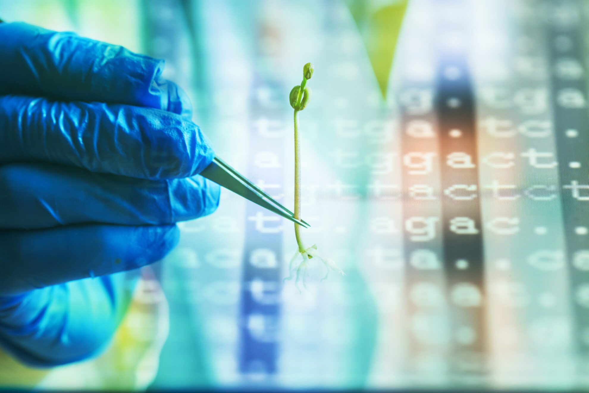 green bean sapling hold by tweezer green bean sapling hold by tweezer in lab with color coded DNA