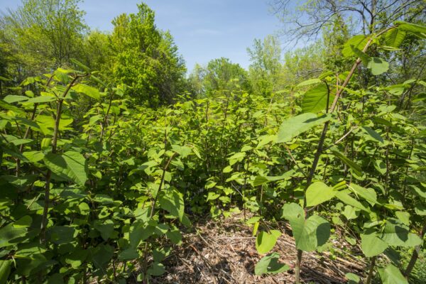 Japanese knotweed