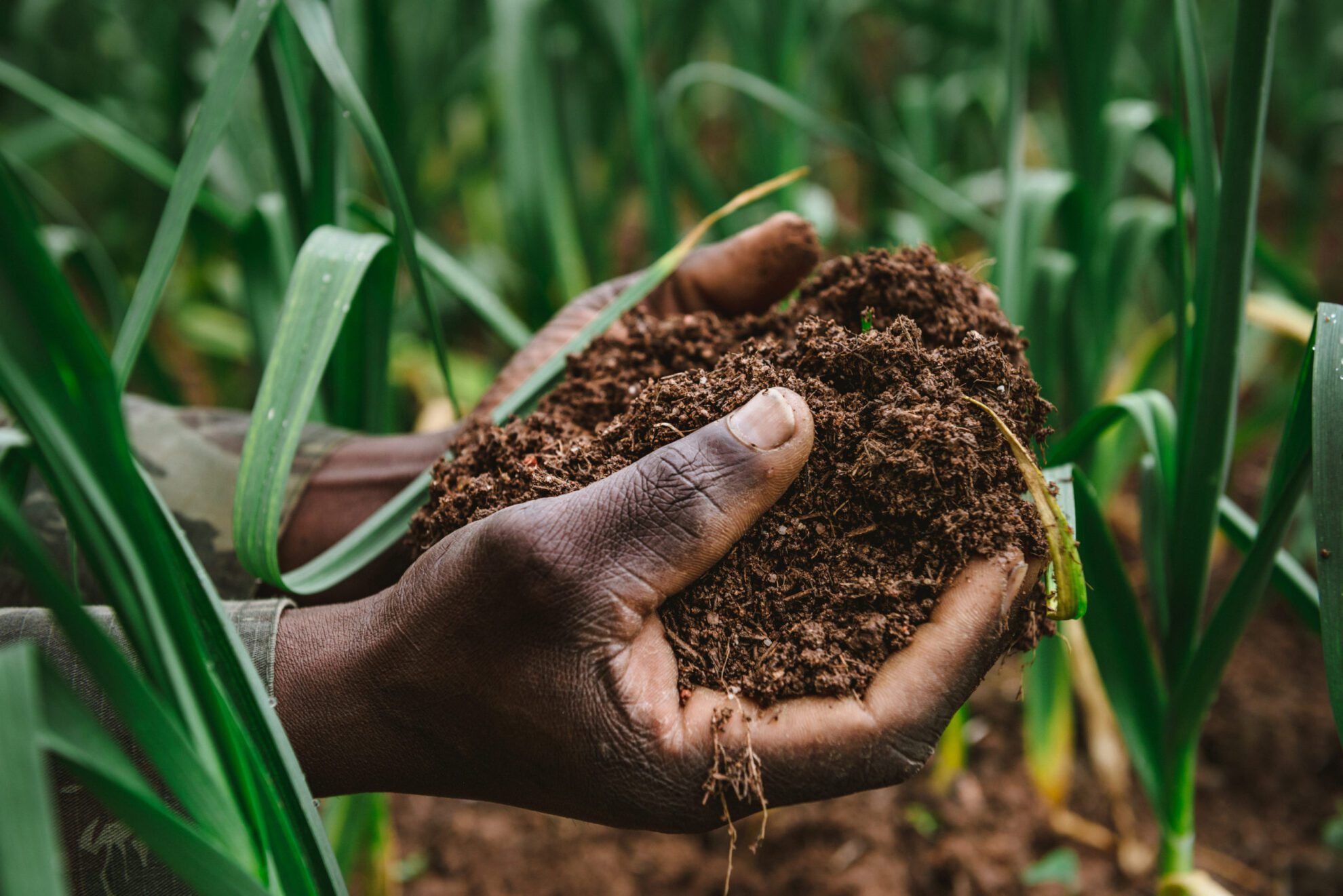 Hand holding fertile soil