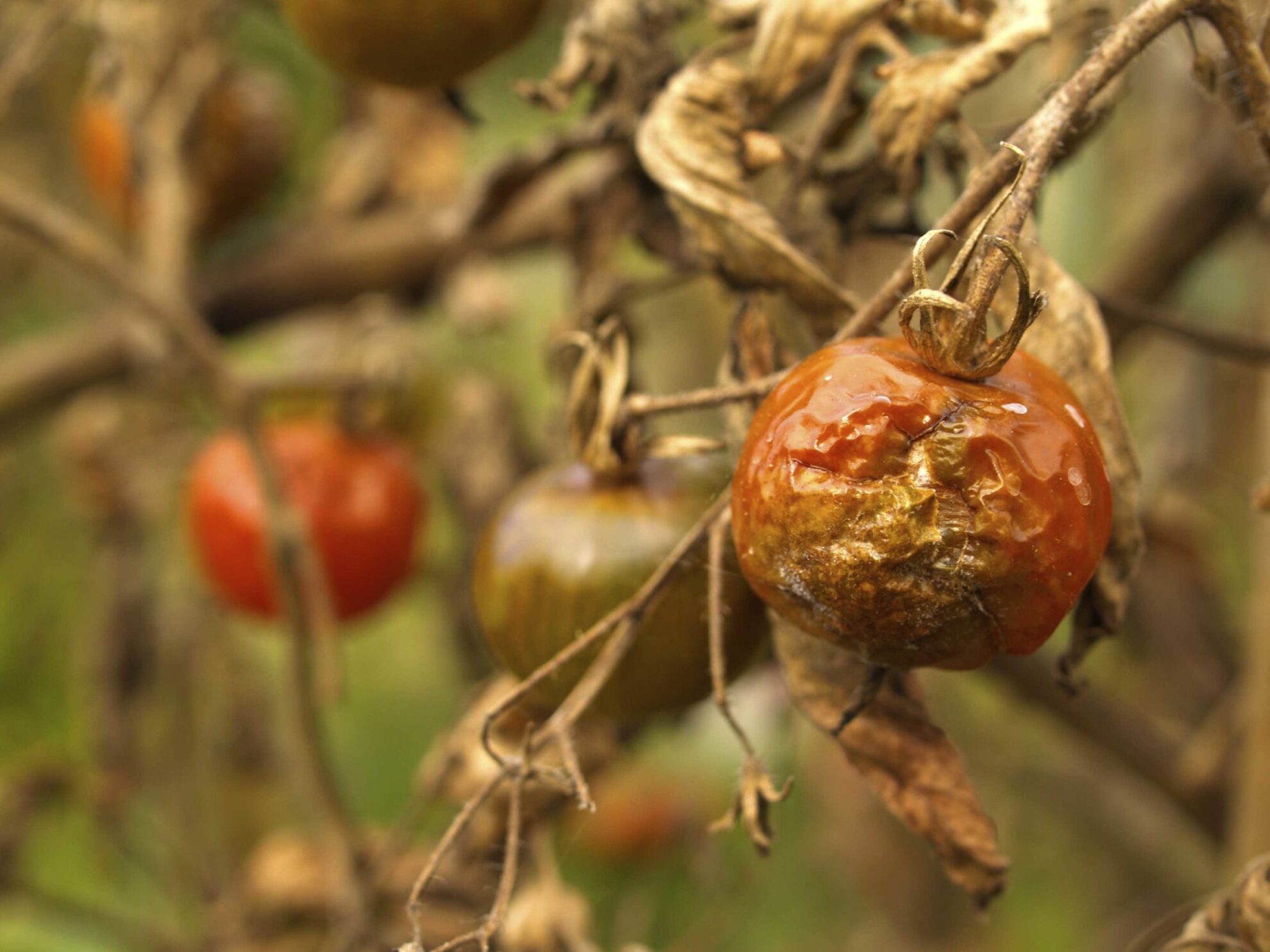 Plant pathology