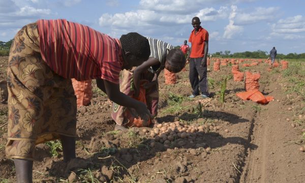 Potato harvesting