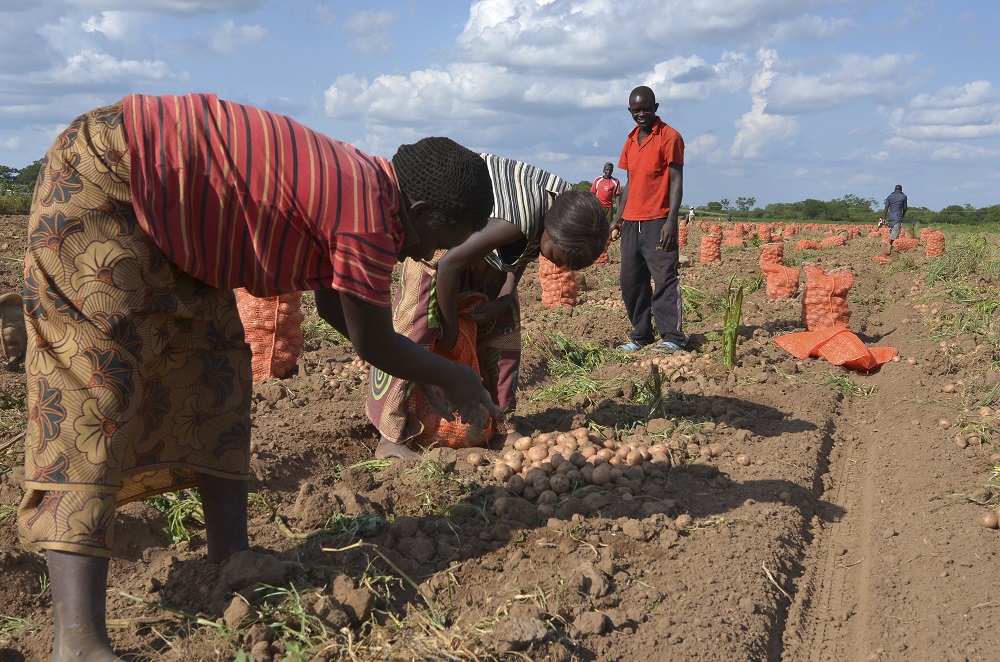 Potato harvesting