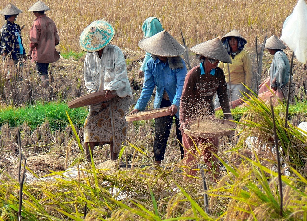 agriculture in myanmar essay