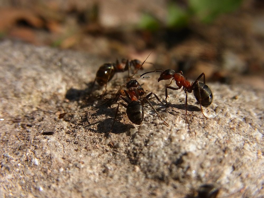 Ants