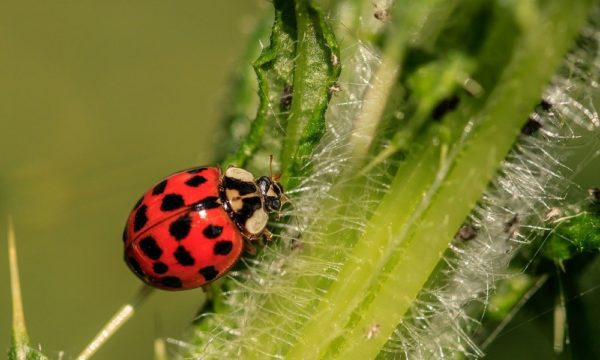 ladybug-3442106_1280