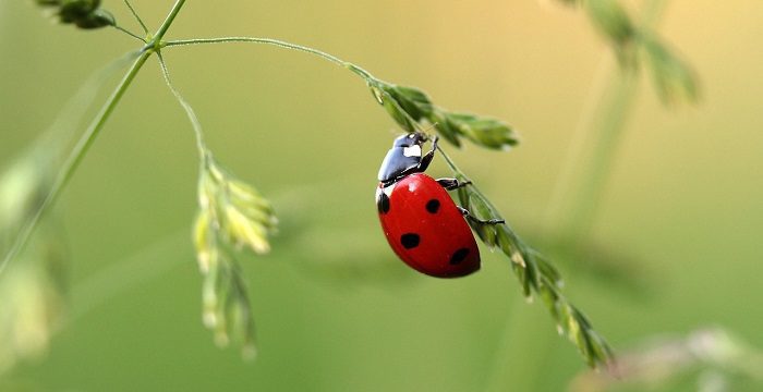 ladybug-bpp