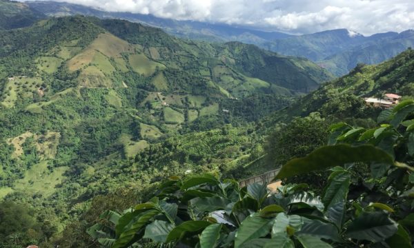 Colombian coffee landscape