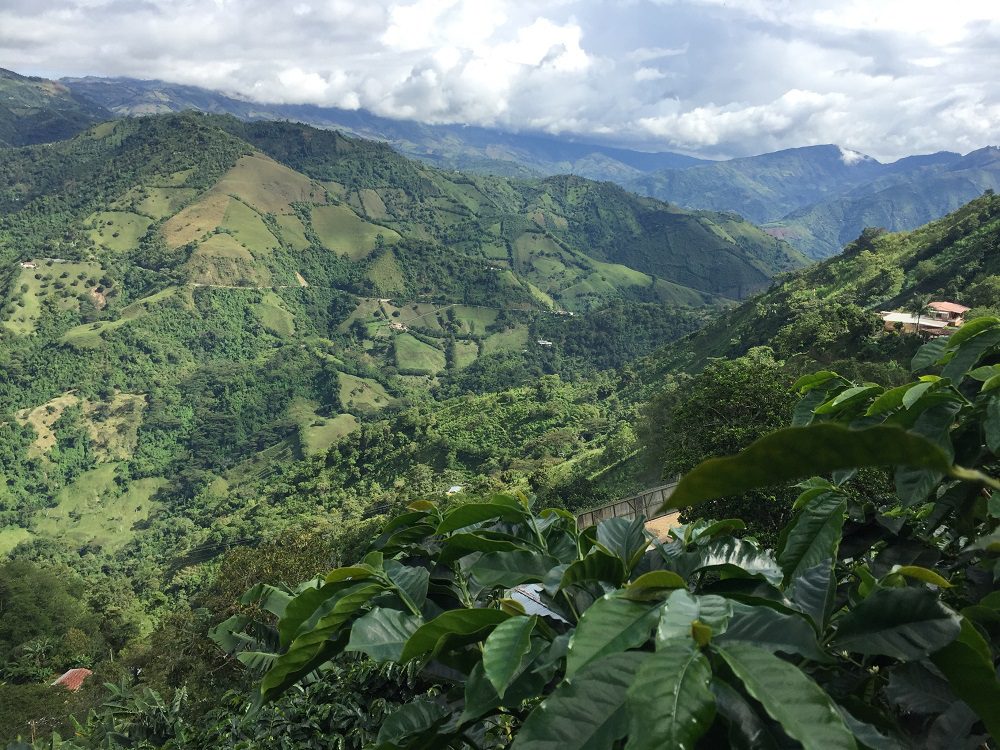 Colombian coffee landscape