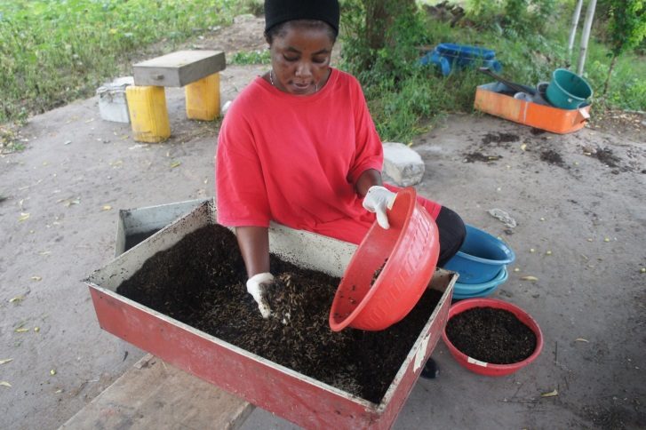 Preparation of substrates for obtaining larvae from eggs
