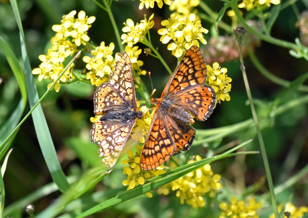 marsh-fritillary-eurodryas-aurina-aurinia-courtship-larger-female-on-right-1 marsh-fritillary-eurodryas-aurina-aurinia-courtship