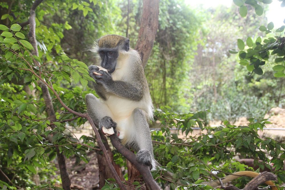 monkey-2664577_1280