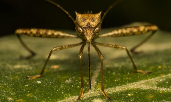 mosquito-1652561_1280