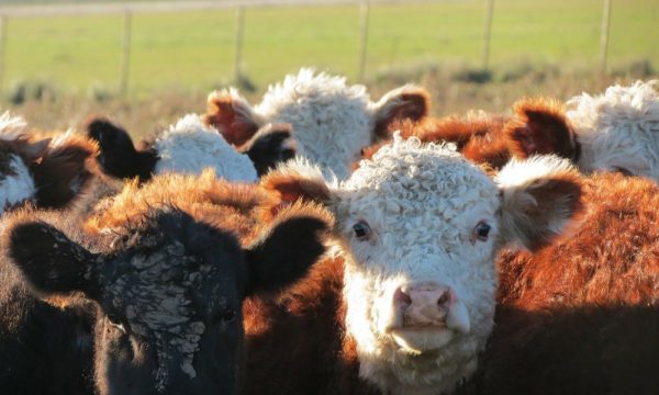 Bovine coronavirus