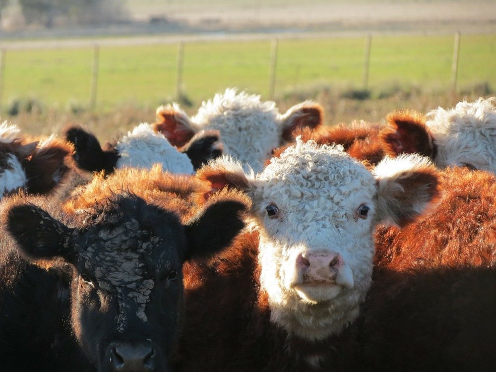 Bovine coronavirus