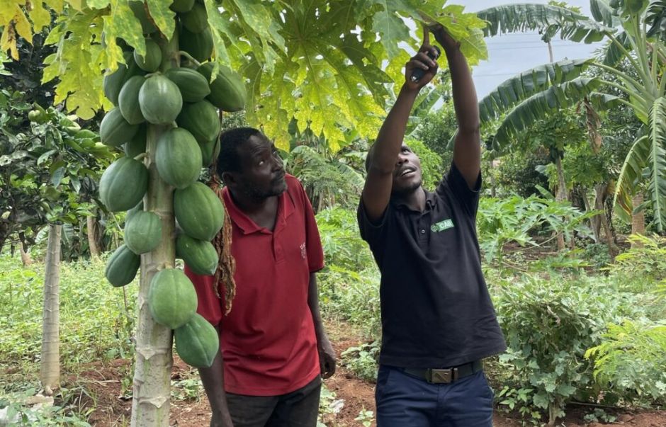 Omar, a papaya farmer, looking at papaya fruit with an extension worker
