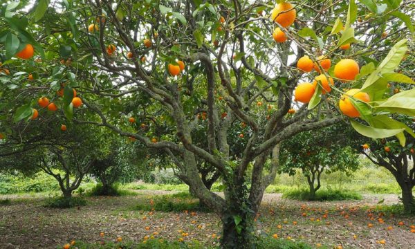 orange-tree-1117423_1280