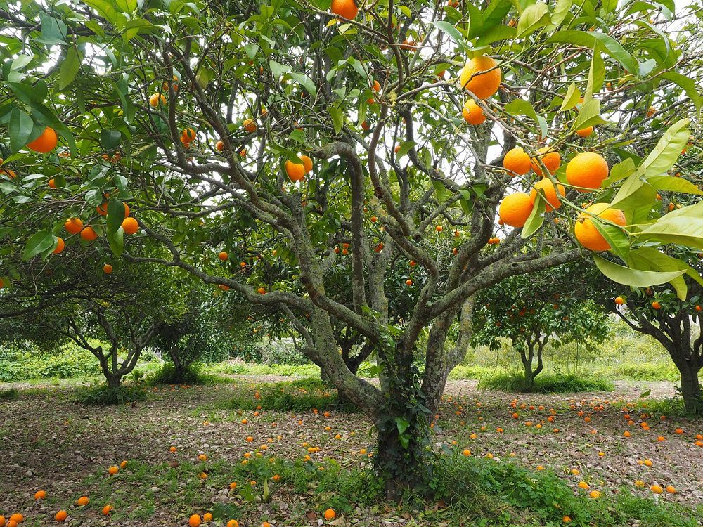 orange-tree-1117423_1280